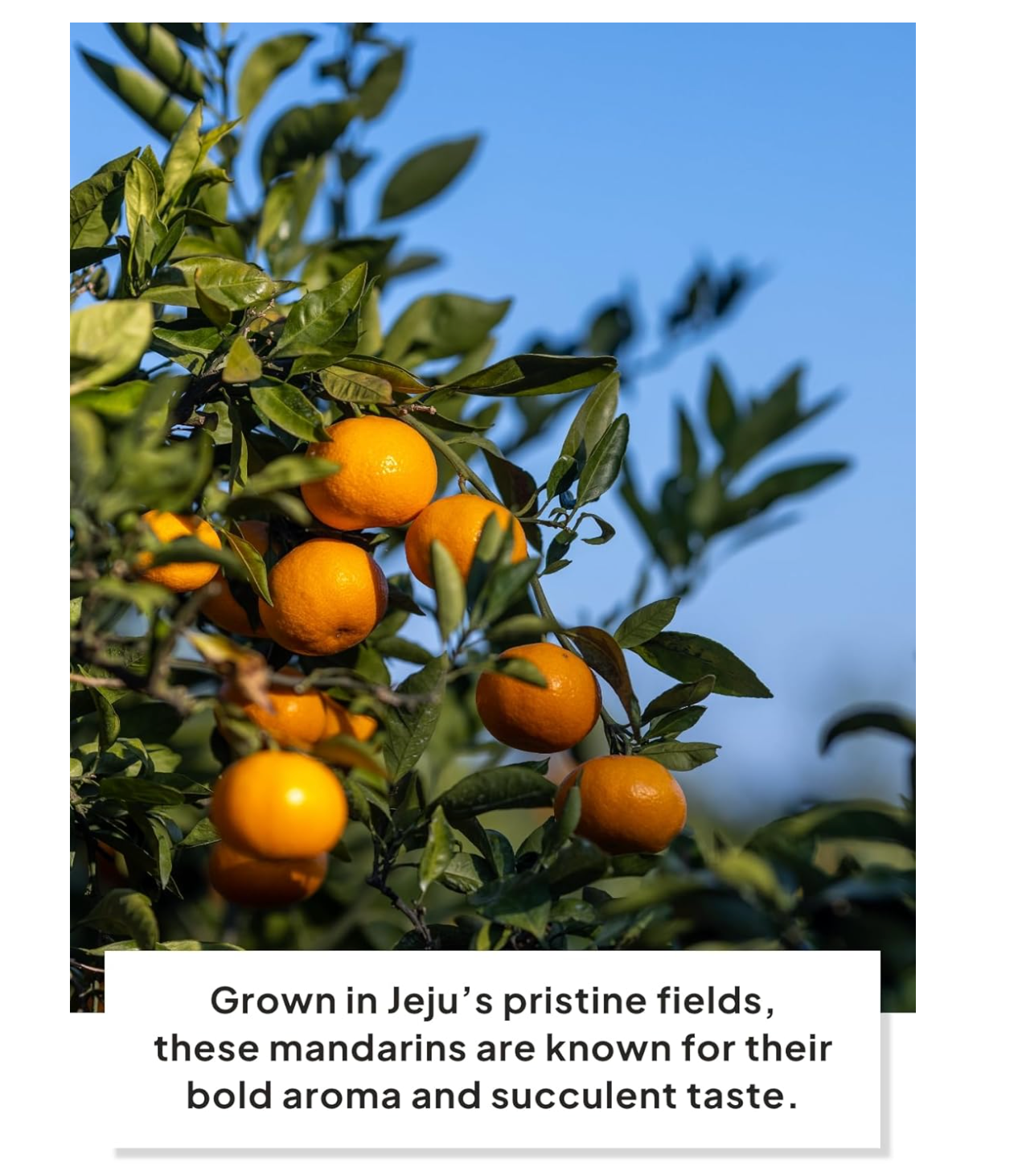 COREA: JEKISS PASTEL DE MANDARINA DE LA ISLA JEJU