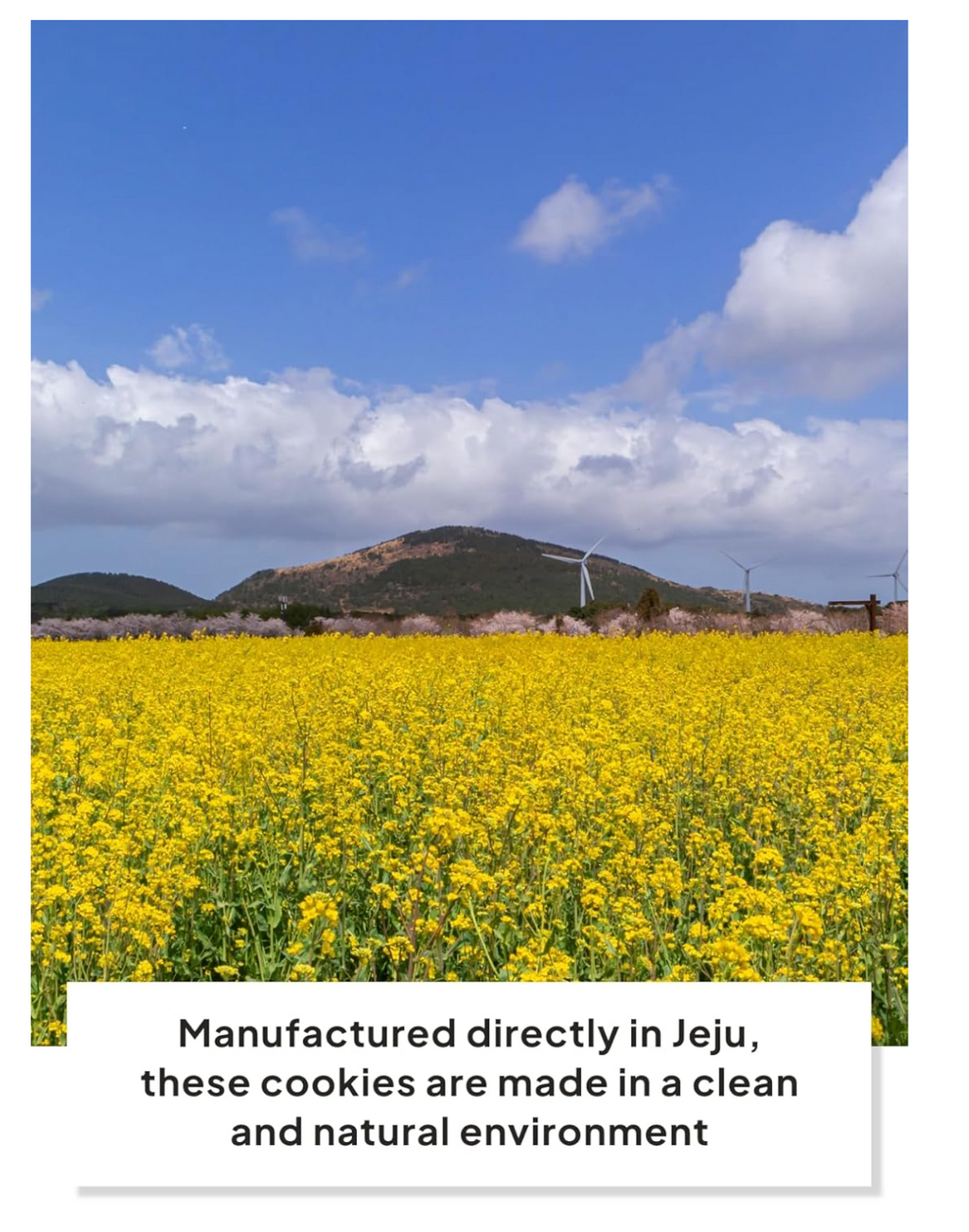 COREA: JEKISS PASTEL DE MANDARINA DE LA ISLA JEJU