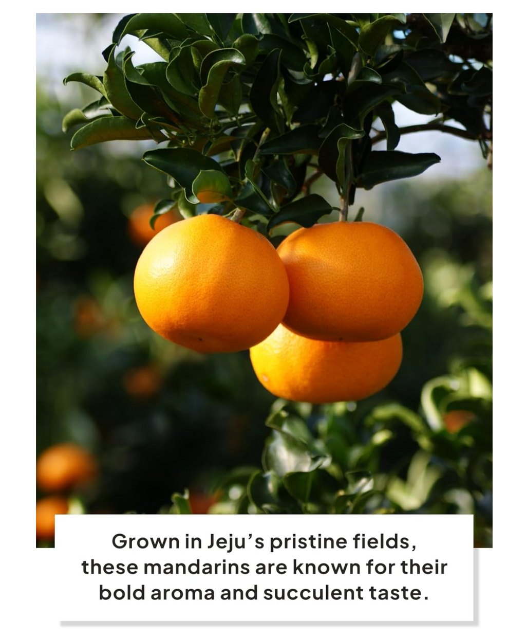 COREA: JEKISS TARTA DE MANDARINA DE LA ISLA JEJU